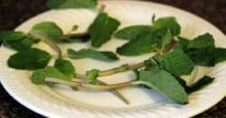 Fresh-looking mint leaves on plate